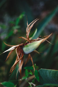 Close-up of wilted plant on field