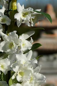 Close-up of white flowers