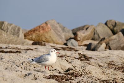 Seagull perching on rock