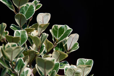 Close-up of leaves against black background