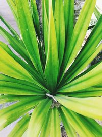 Full frame shot of palm leaf