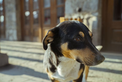 Friendly dog of armenia