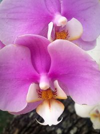 Close-up of pink orchid