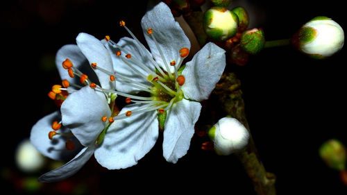 Close-up of flowers against blurred background