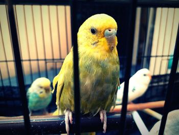 bird