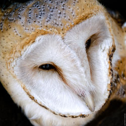 Close-up portrait of a rabbit