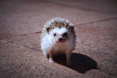 Portrait of a sheep on footpath
