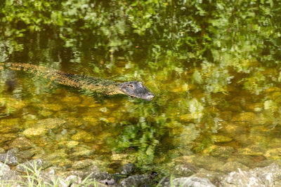 High angle view of an animal in water