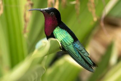 Close-up of bird perching on leaf