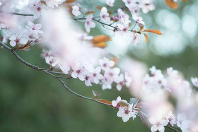 Close-up of pink cherry blossom tree