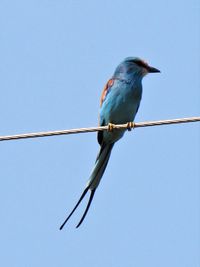 Low angle view of a lilac brested roller on a wire against blue sky 