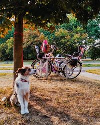 View of dog on street
