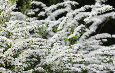 Close-up of snow on plant