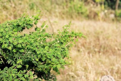 High angle view of plant growing on field