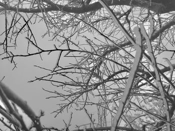 Low angle view of bare tree against sky