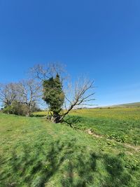 Tree on field against clear sky