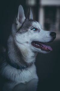 Close-up of dog looking away