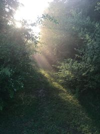 Scenic view of forest