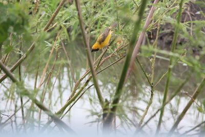 Bird perching on a branch