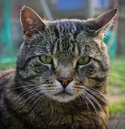 Close-up portrait of a cat