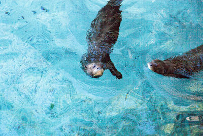 High angle view of otters swimming in river