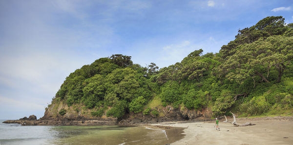 Trees on beach against sky