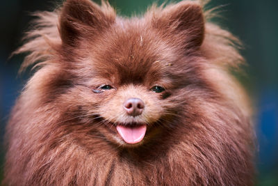 Pomeranian spitz dog in garden, close up face portrait. cute brown pomeranian puppy, spitz pom dog