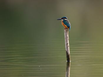 Close-up of bird perching on lake