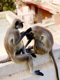 High angle view of langurs on building terrace