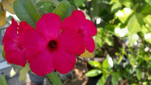 Close-up of red flower blooming outdoors