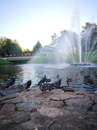 Close-up of birds in water against sky