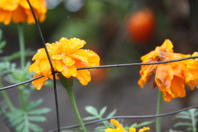 Close-up of yellow flowering plant leaves