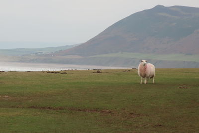 Coastal sheep