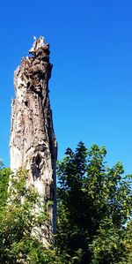 Low angle view of tree against clear blue sky