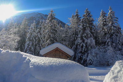 Snow covered plants and trees against sky