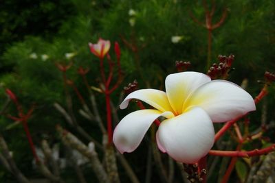 Close-up of flowers blooming outdoors