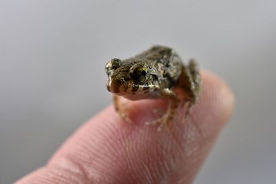 Close-up of hand holding leaf