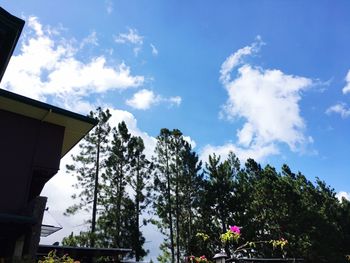 Low angle view of trees against sky