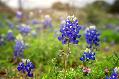 Close-up of purple flowering plants on field