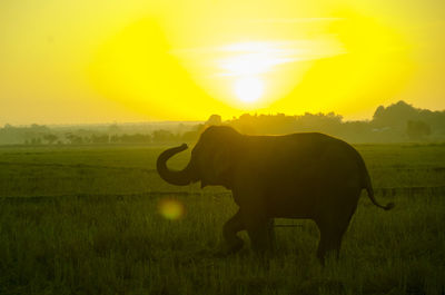 Elephant drinking water