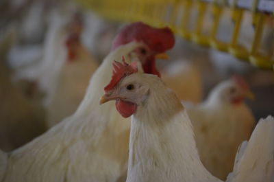 Close-up of a laying hen