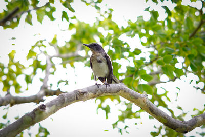 Bird perching on branch