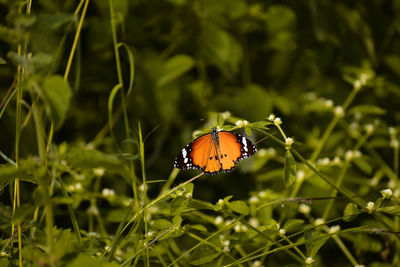 Close-up of butterfly perching on plant