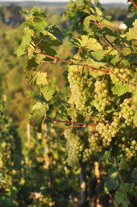 Close-up of grapes on tree in vineyard