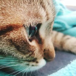 Close-up portrait of cat