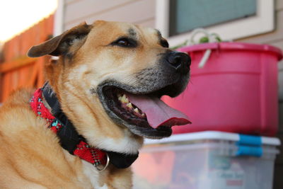 Close-up portrait of dog at home