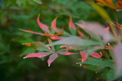 Close-up of red leaves on plant