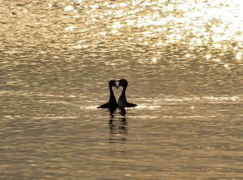 Silhouette birds swimming in water