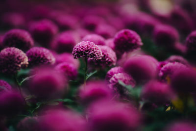 Close-up of pink flowering plants