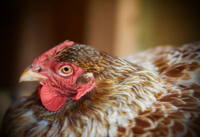 Close-up of a bird